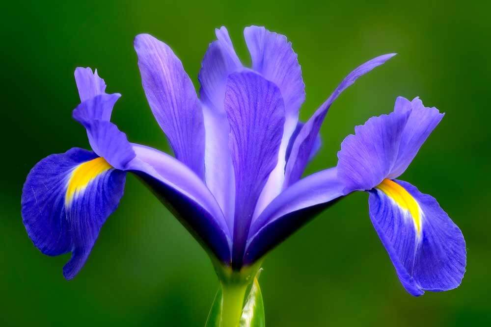 iris-simbolika