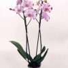 Phalaenopsis-orhideja