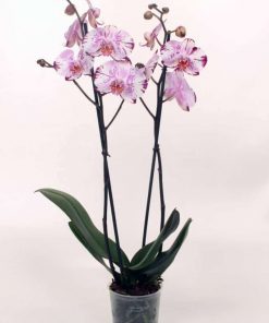 Phalaenopsis-orhideja